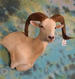 Texas Dall Sheep Offset Shoulder Taxidermy Mount