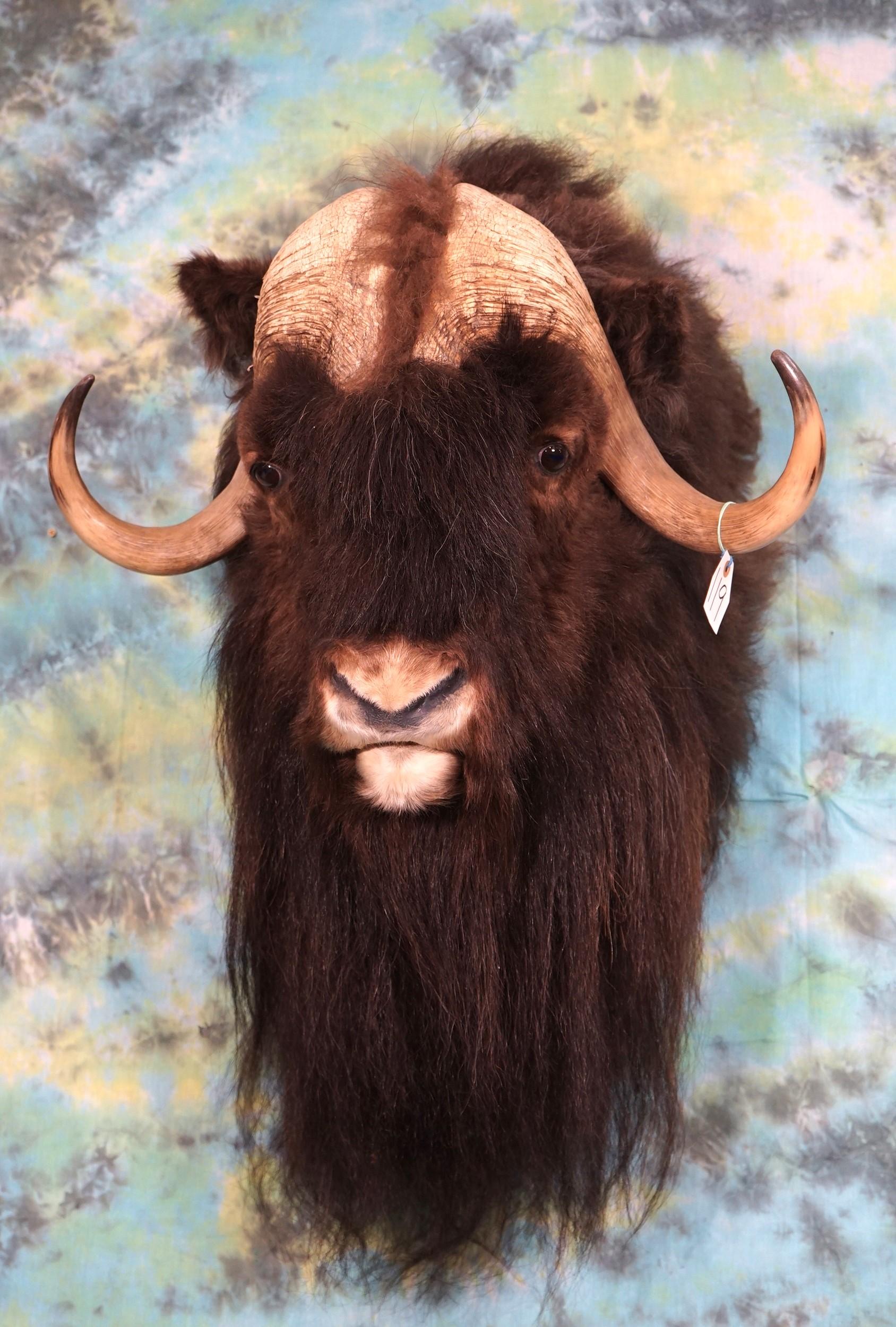 Muskox Shoulder Mount Taxidermy