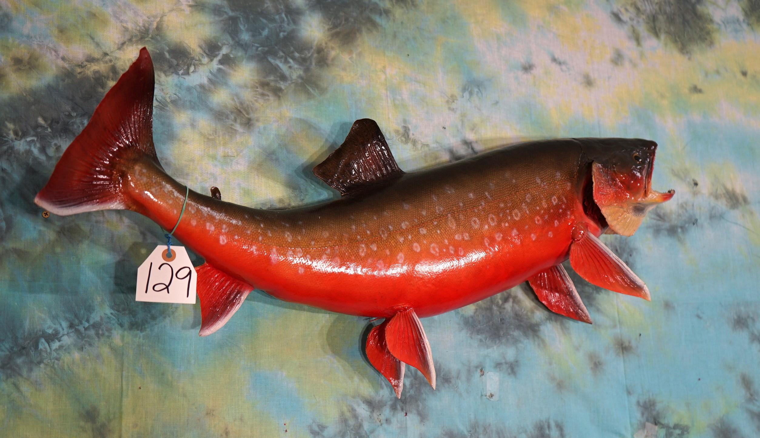 Gorgeous Arctic Char 36" Real Skin Taxidermy Fish Mount