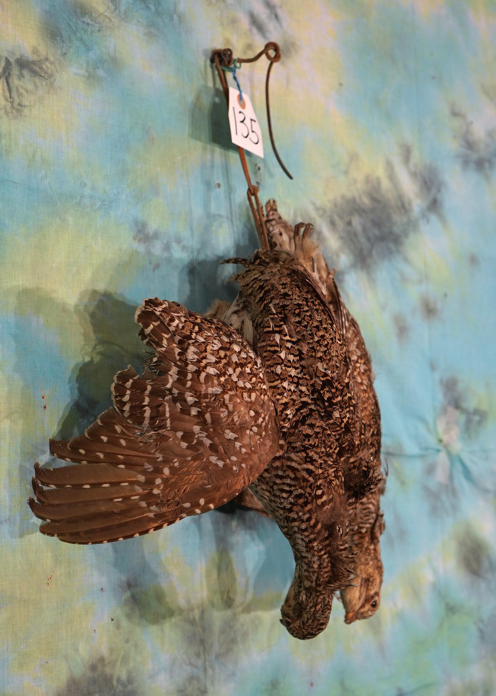 Pair of "Hanging Dead" Ruffed Grouse Taxidermy Bird Mounts