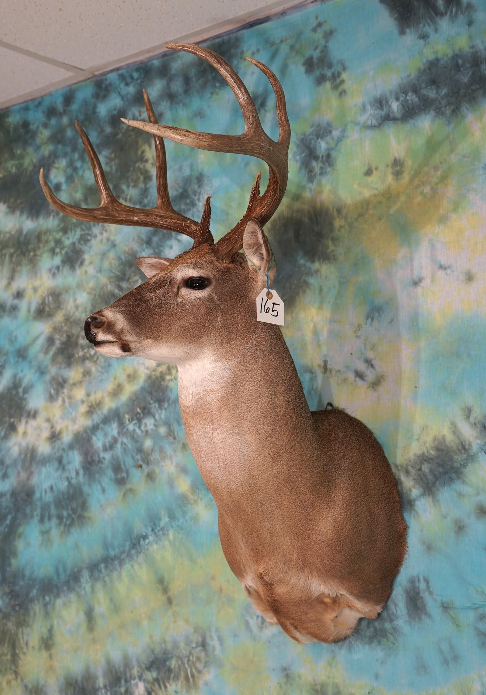 8pt. Whitetail Deer Shoulder Taxidermy Mount