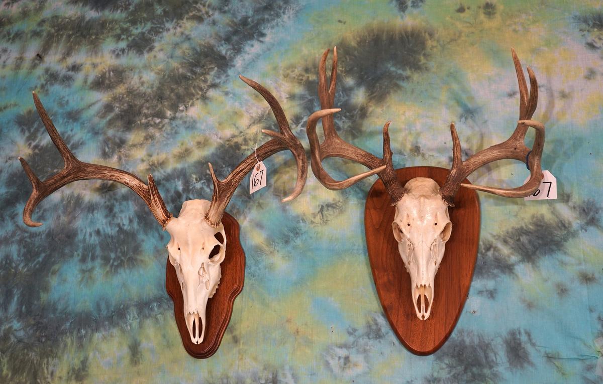 8pt. & 10pt. Whitetail Deer Skulls on Panels Taxidermy