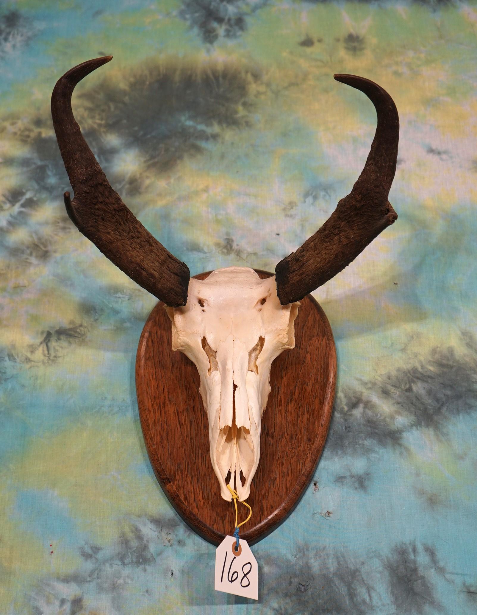 Pronghorn Antelope Skull on Panel Taxidermy