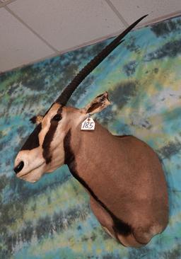 African Fringe Eared Oryx Antelope Shoulder Taxidermy Mount