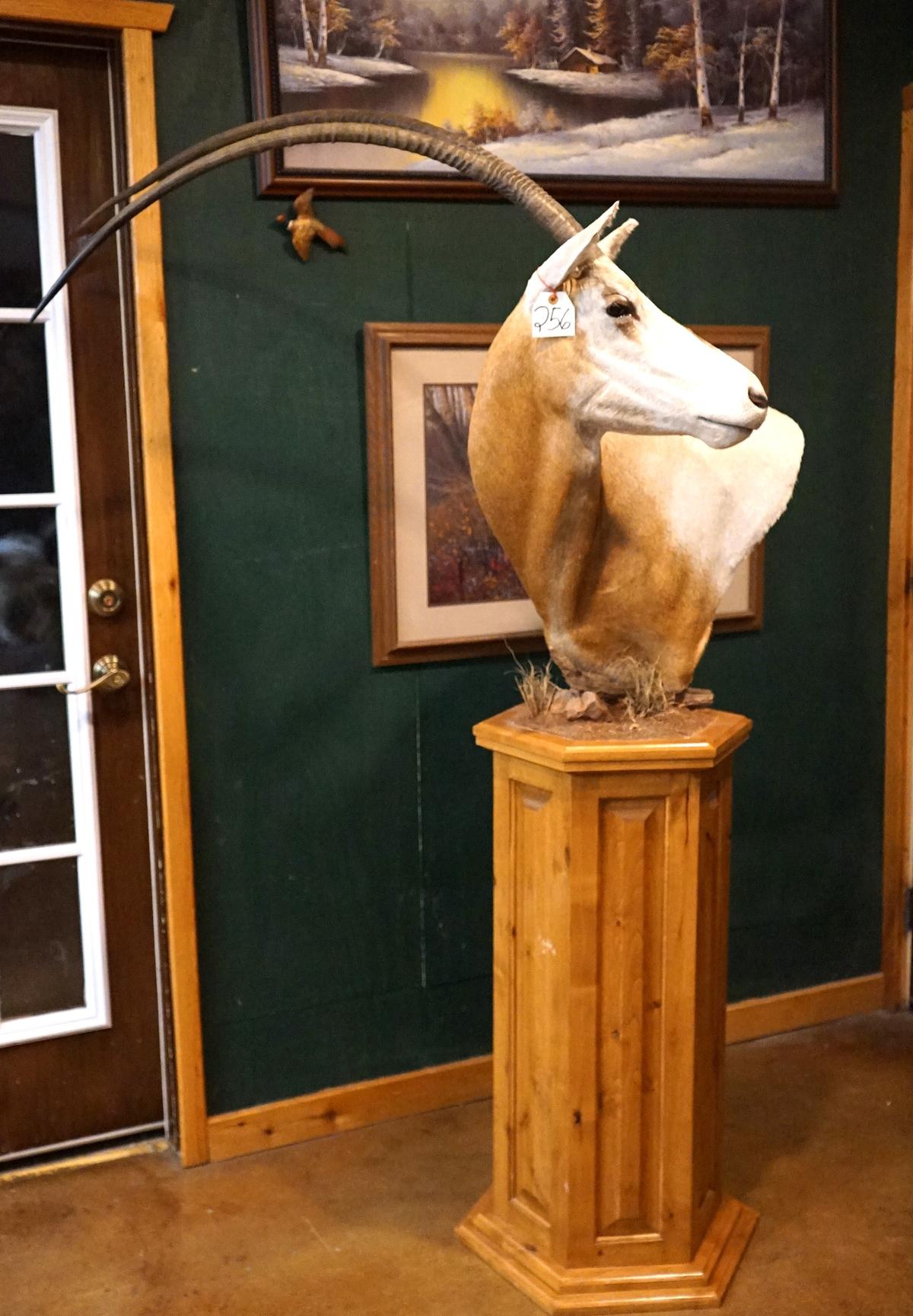 Gold Medal 41" Scimitar Horned Oryx Floor Pedestal Taxidermy Mount