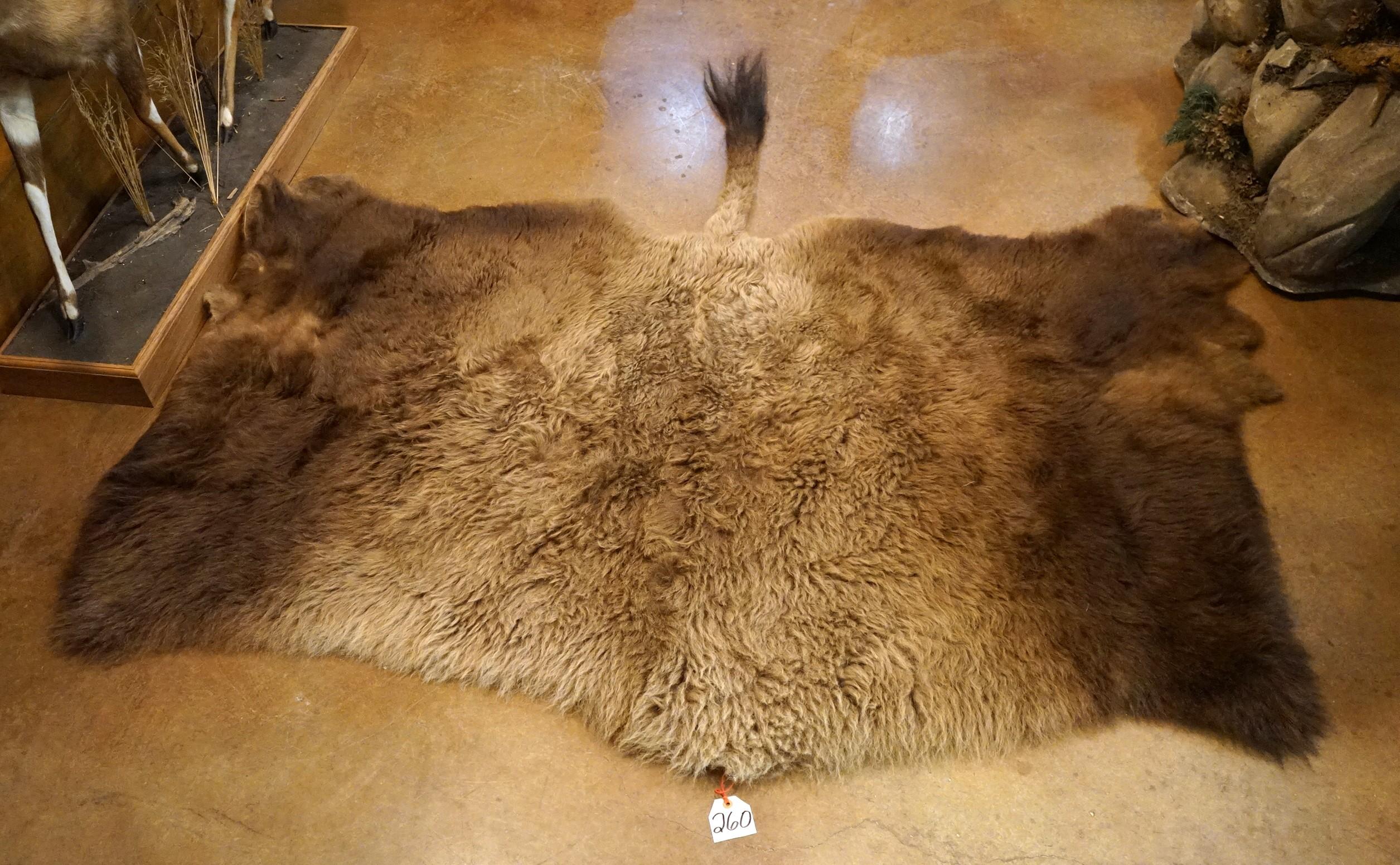 American Bison Half Tanned Backskin Taxidermy Mount