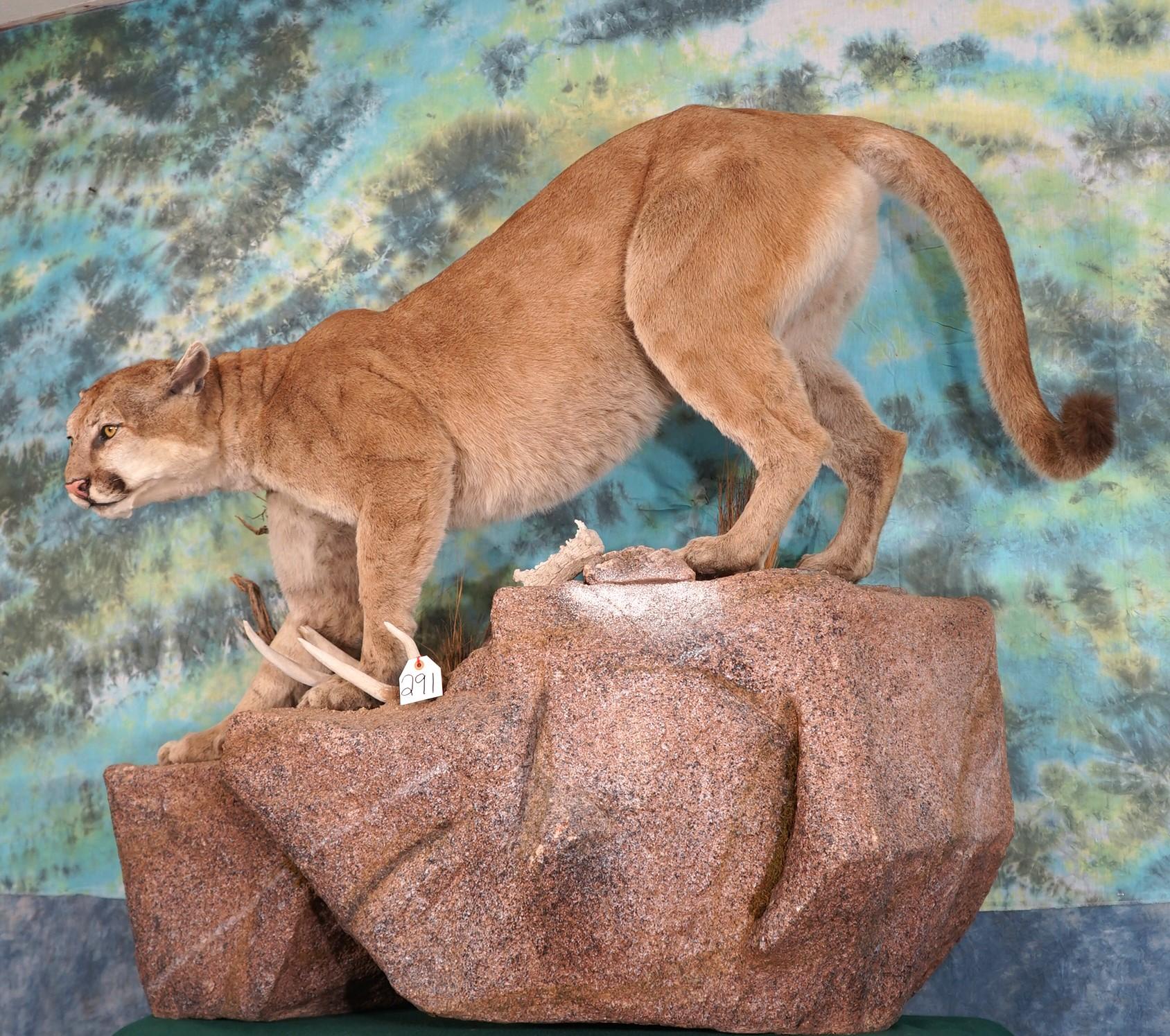 Awesome Full Body Mountain Lion Taxidermy Mount