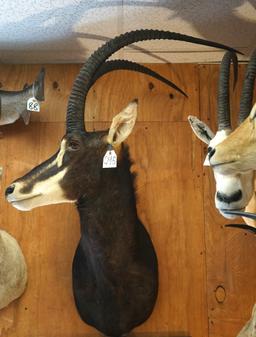 African Sable Antelope Shoulder Taxidermy Mount