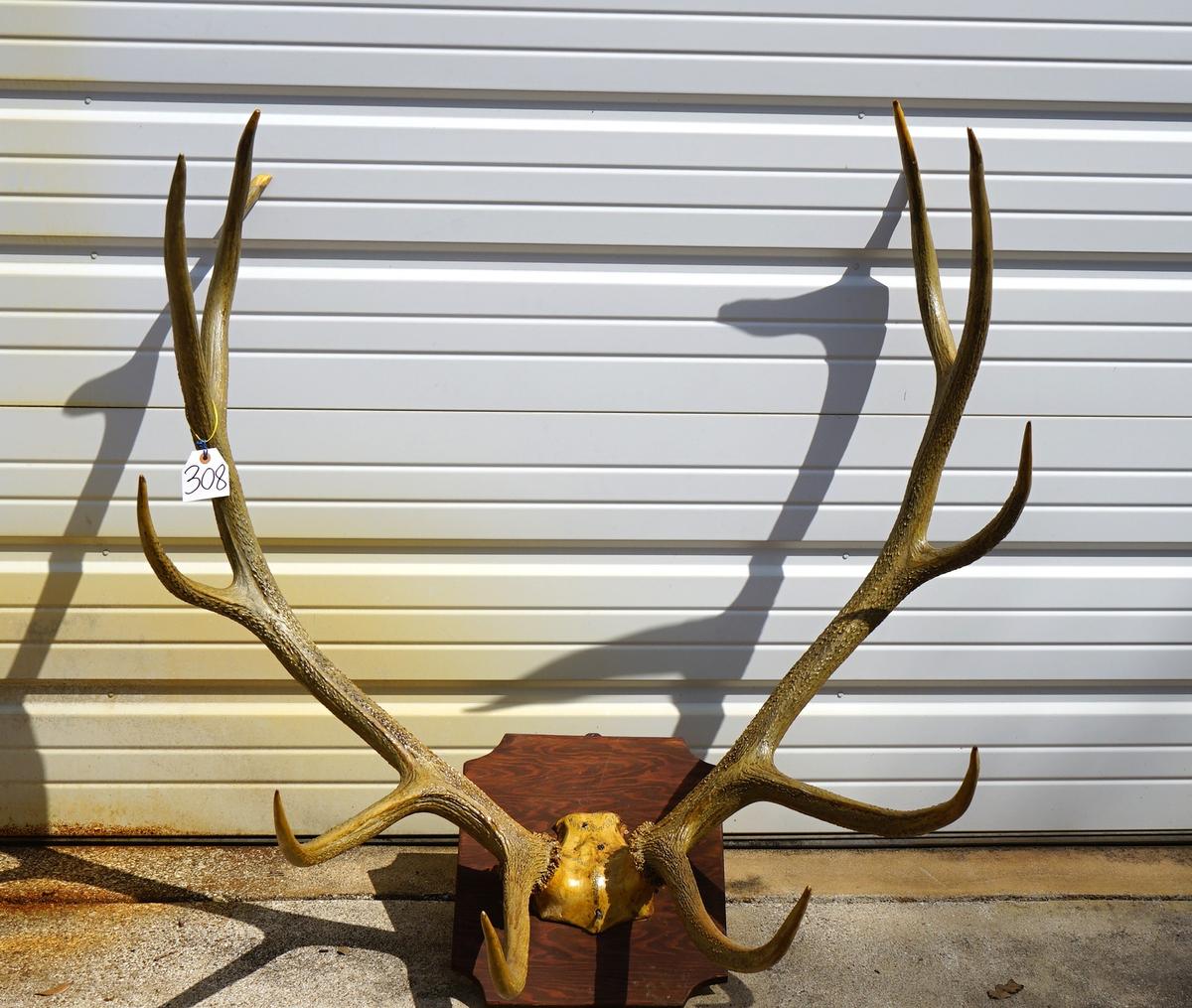 6 x 6 Elk Antlers on Plaque Taxidermy Mount