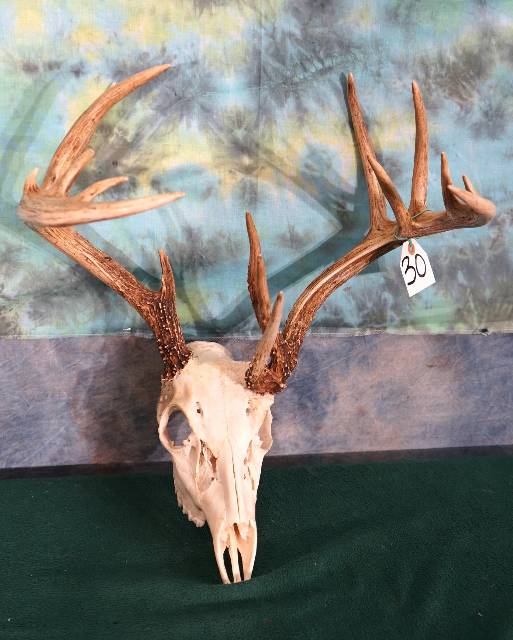 9 x 7 Non-Typical Whitetail Deer Skull Taxidermy