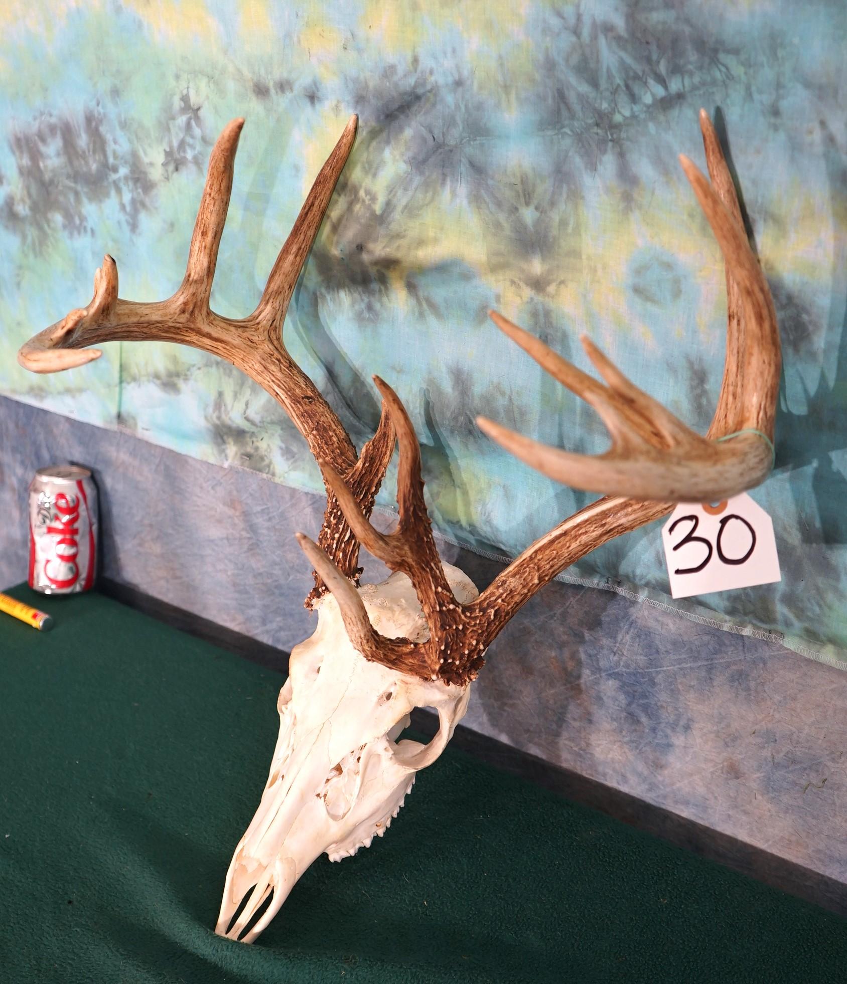 9 x 7 Non-Typical Whitetail Deer Skull Taxidermy