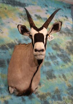 African Gemsbuck Antelope Shoulder Taxidermy Mount