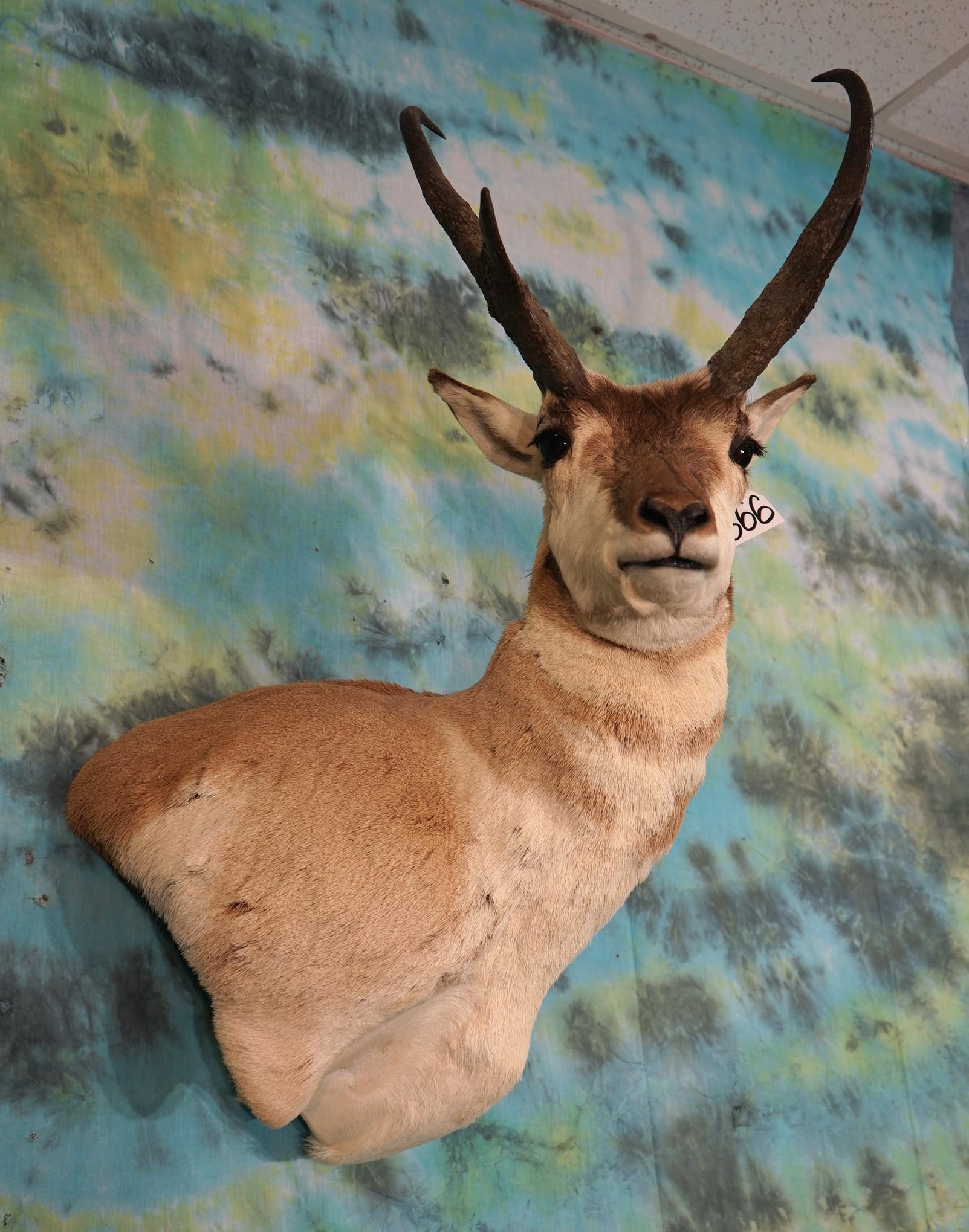 Pronghorn Antelope Shoulder Taxidermy Mount