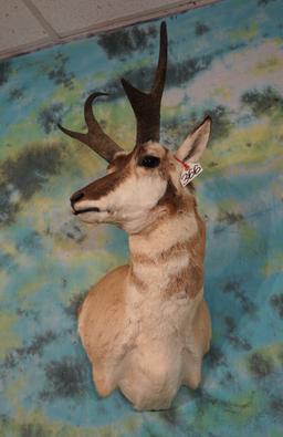 Pronghorn Antelope Shoulder Taxidermy Mount