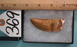 Authentic African T-Rex Fossil Tooth