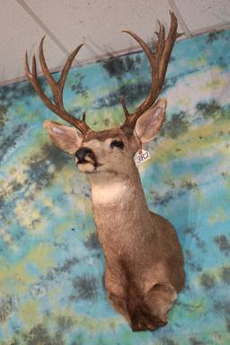 193 gross Mule Deer Shoulder Taxidermy Mount