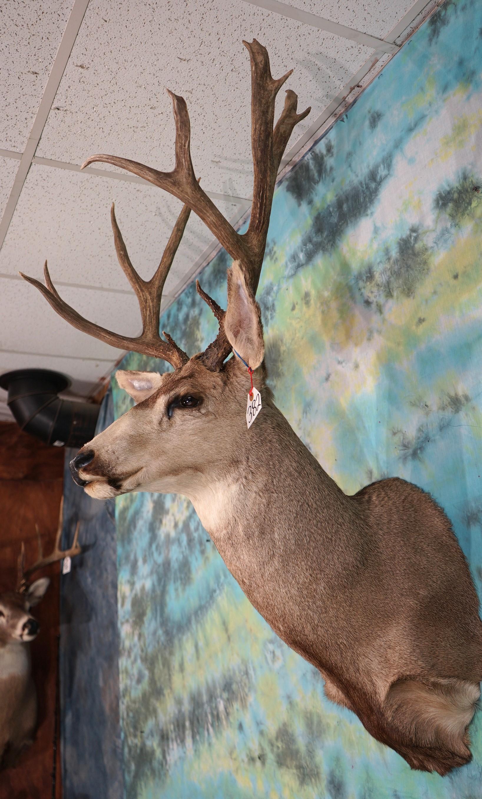 193 gross Mule Deer Shoulder Taxidermy Mount