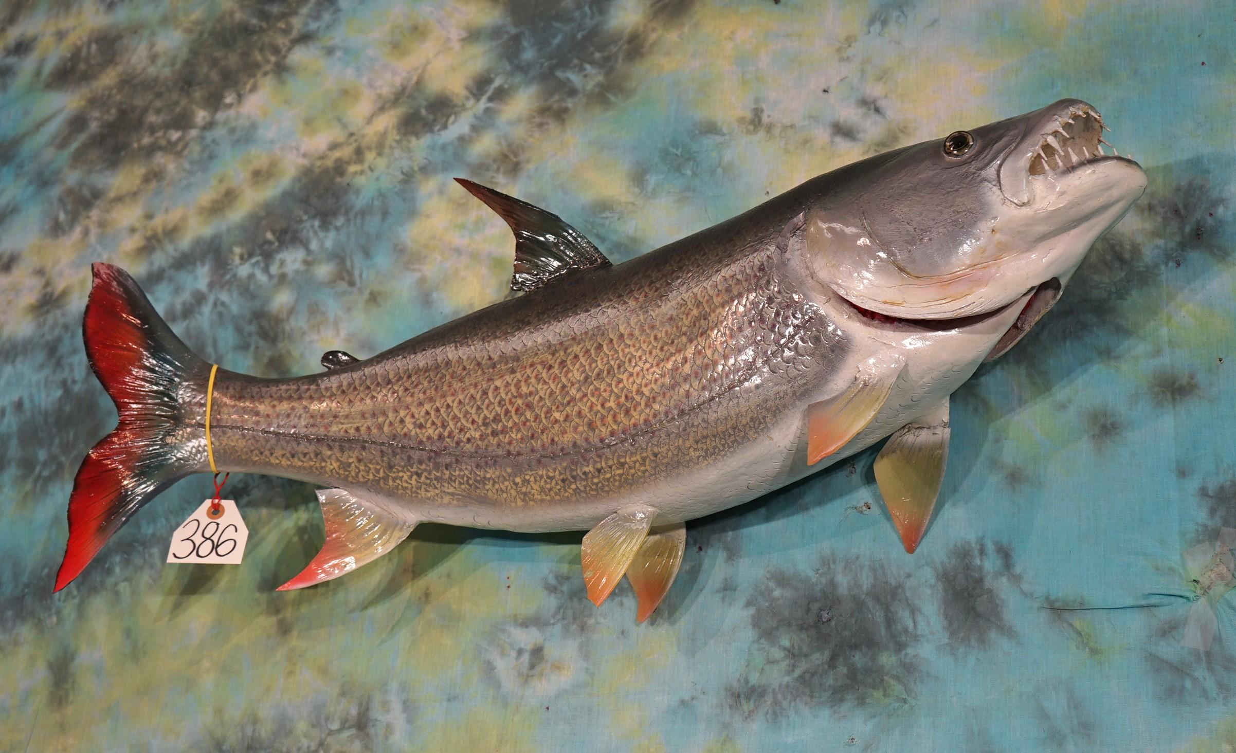 34" African Tiger Fish Fiberglass Reproduction Taxidermy Fish Mount