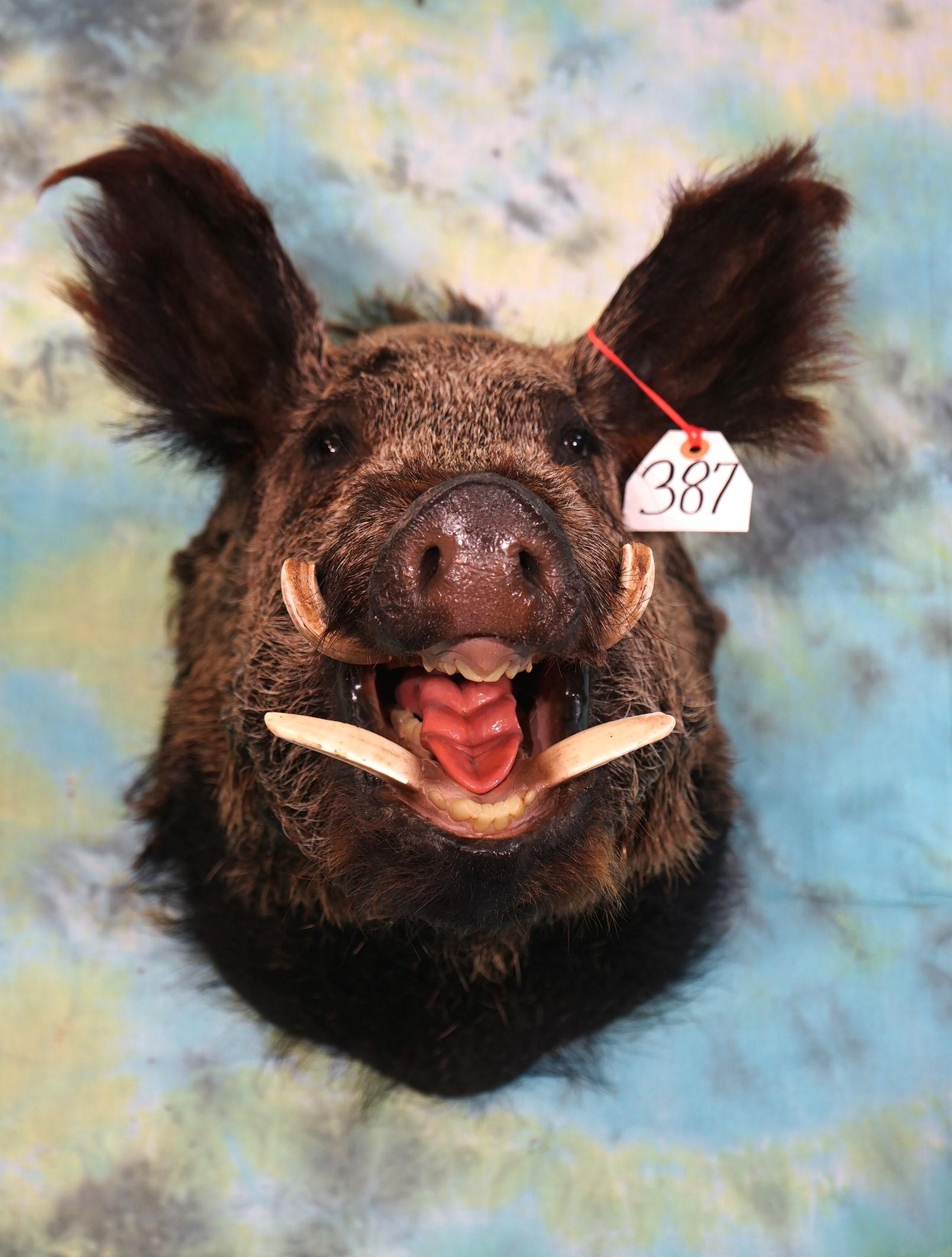 Russian Boar Shoulder Taxidermy Mount