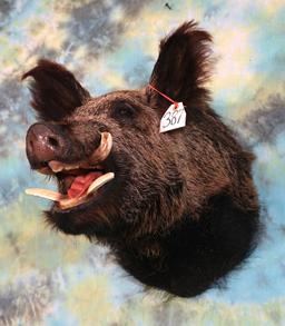 Russian Boar Shoulder Taxidermy Mount