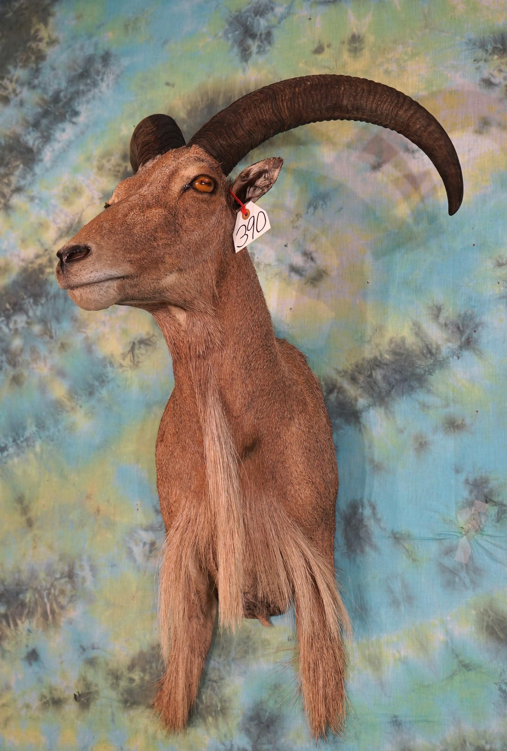 Aoudad Sheep Shoulder Taxidermy Mount