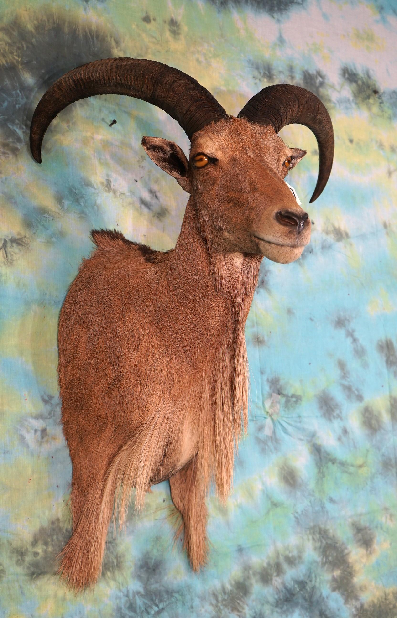 Aoudad Sheep Shoulder Taxidermy Mount