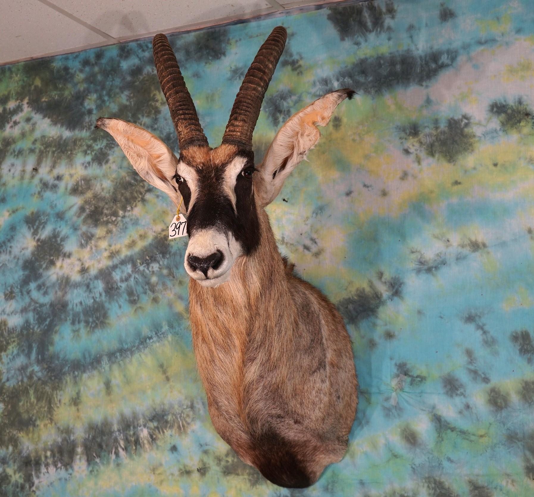 African Roan Antelope Shoulder Taxidermy Mount