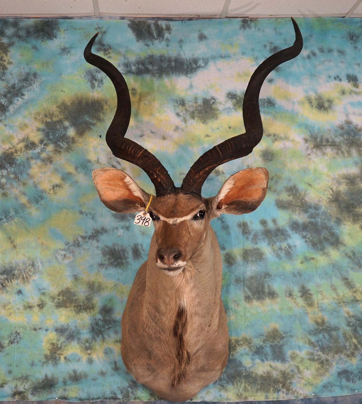 Greater Kudu Shoulder Taxidermy Mount