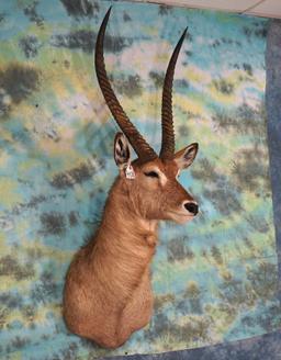 African Waterbuck Shoulder Taxidermy Mount