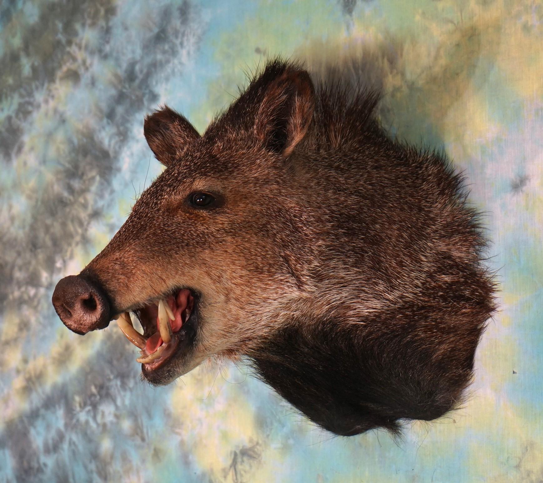 Javelina "Collared Peccary" Shoulder Taxidermy Mount