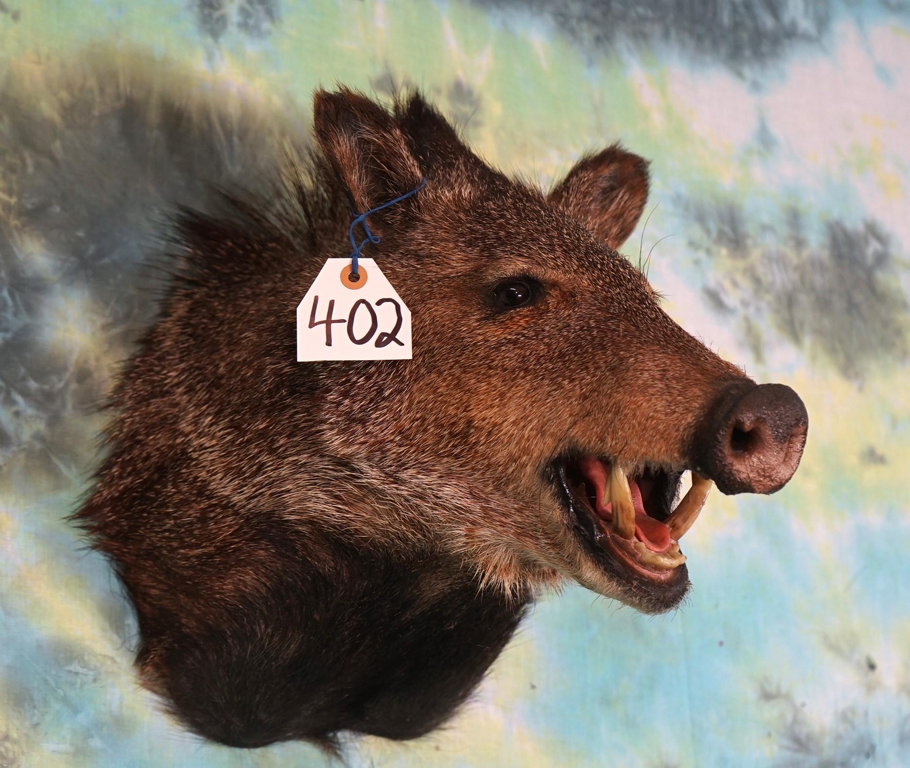 Javelina "Collared Peccary" Shoulder Taxidermy Mount