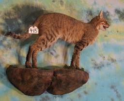 Full Body African Wild Desert Cat Taxidermy Mount