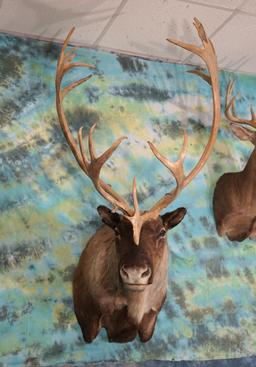 Alaskan Barren Ground Caribou Shoulder Taxidermy Mount