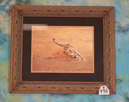 Framed Print of African Cheetah