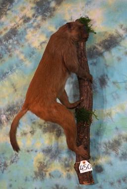 Asian Patas Monkey Full Body Mount Taxidermy