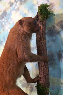 Asian Patas Monkey Full Body Mount Taxidermy