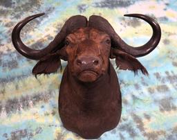 43 1/2" spread African Cape Buffalo Shoulder Taxidermy Mount