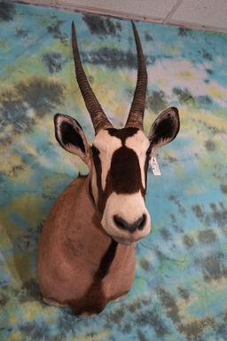 African Gemsbuck Antelope Shoulder Taxidermy Mount