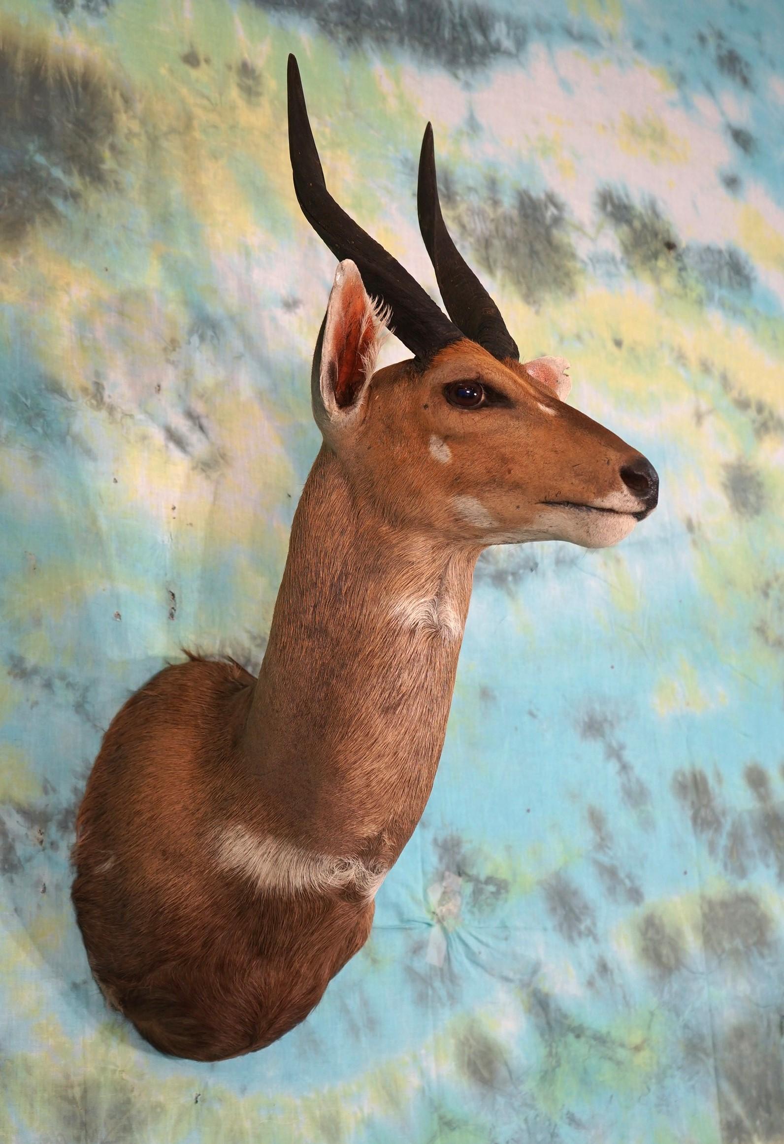 African Chobe Bushbuck Antelope Shoulder Taxidermy Mount