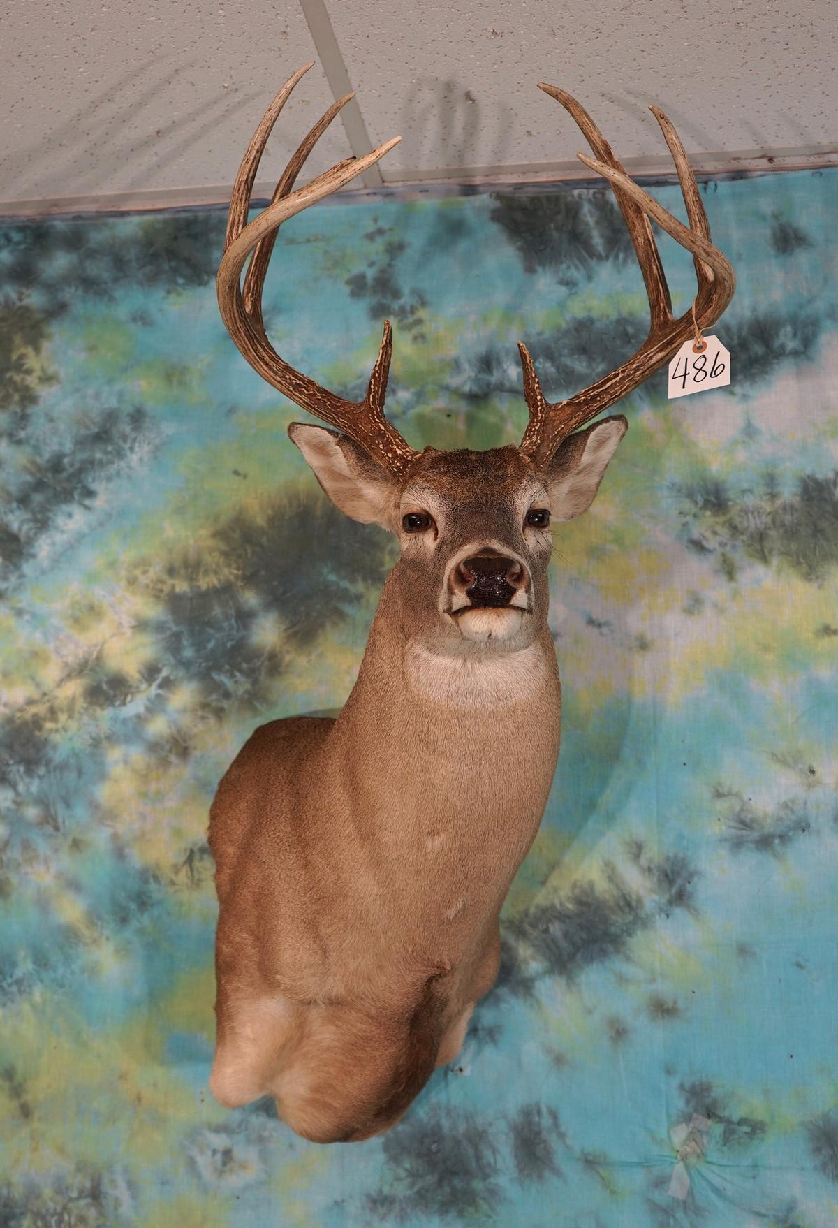 9pt. Whitetail Deer offset Shoulder Taxidermy Mount