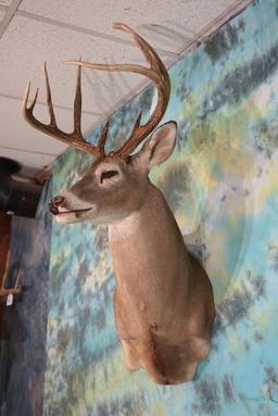 9pt. Whitetail Deer offset Shoulder Taxidermy Mount