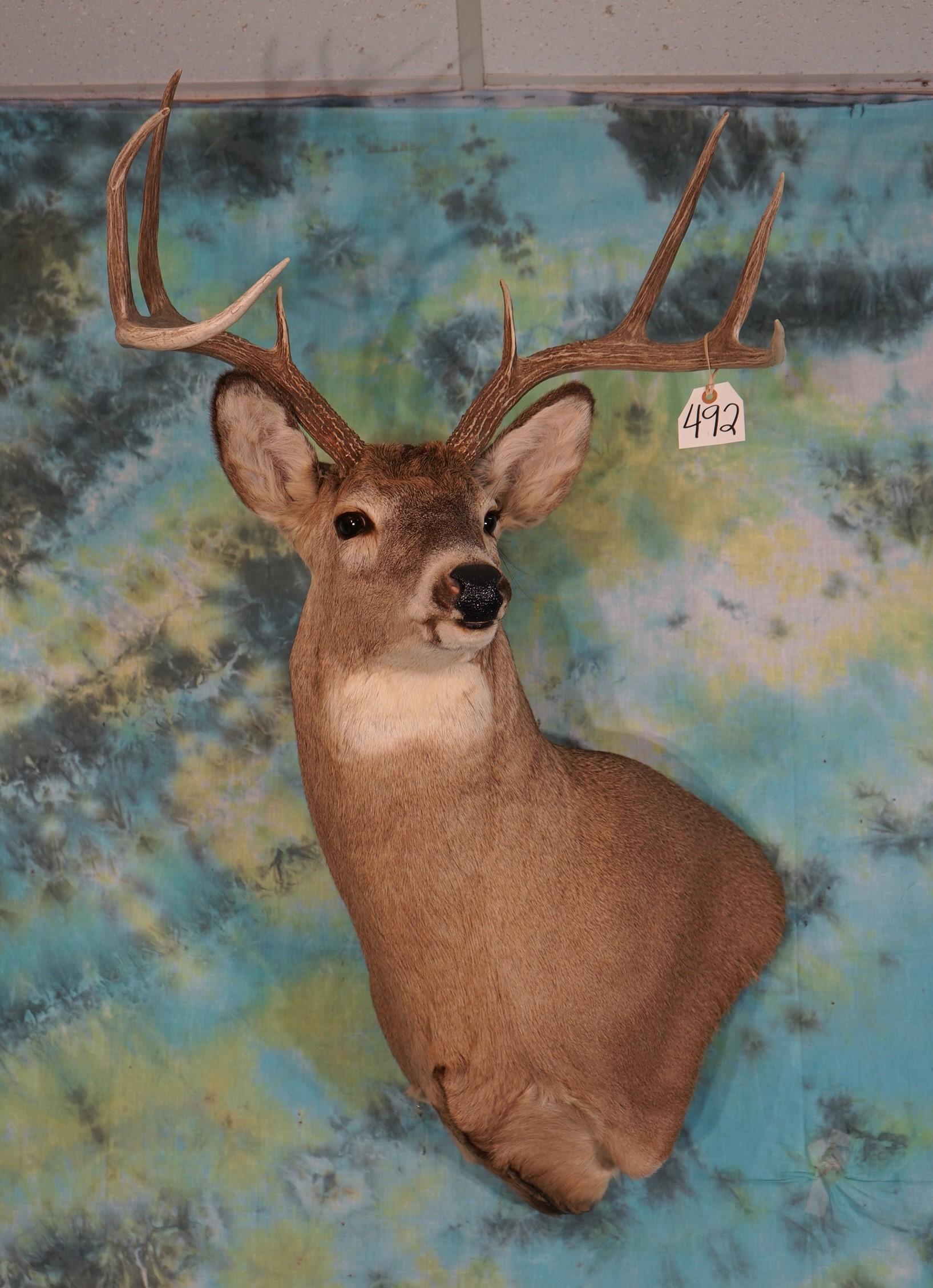 8pt. Whitetail Deer offset Shoulder Taxidermy Mount