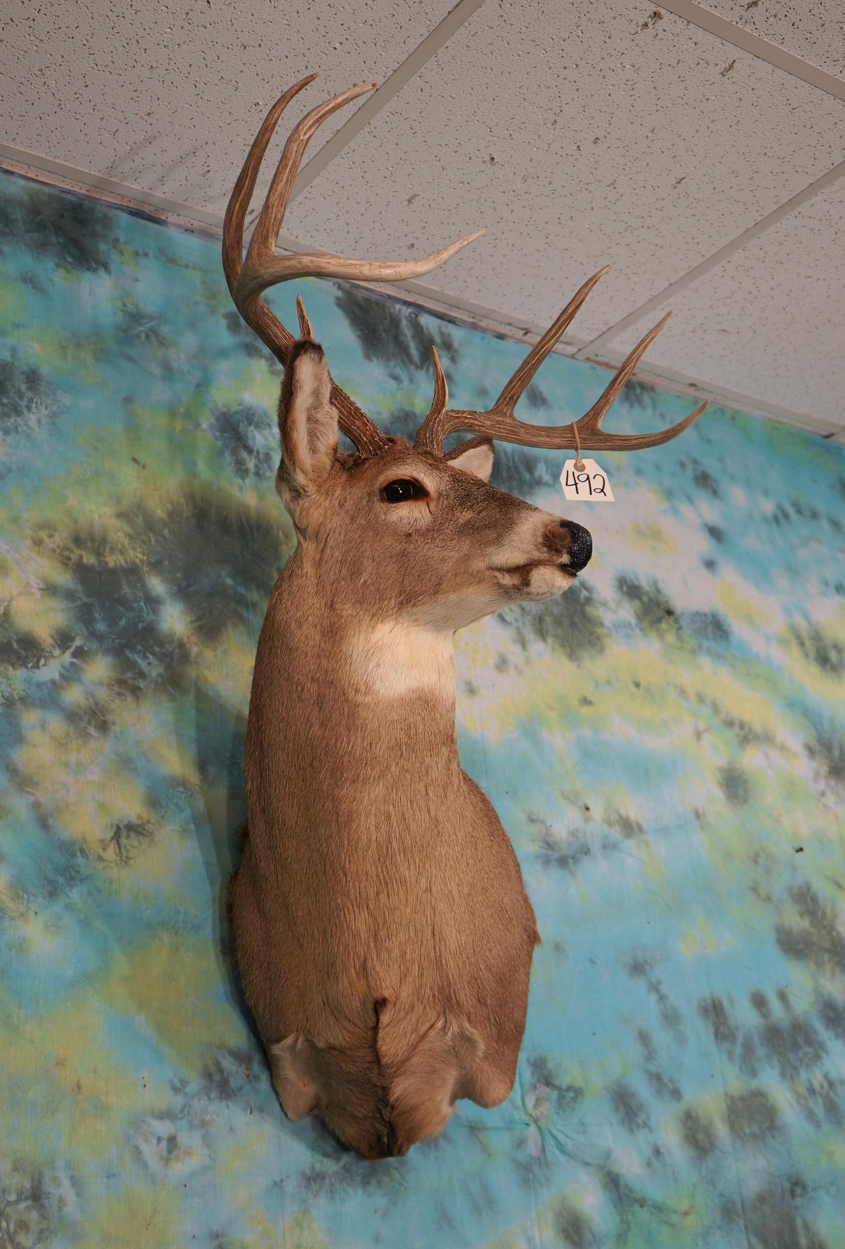 8pt. Whitetail Deer offset Shoulder Taxidermy Mount