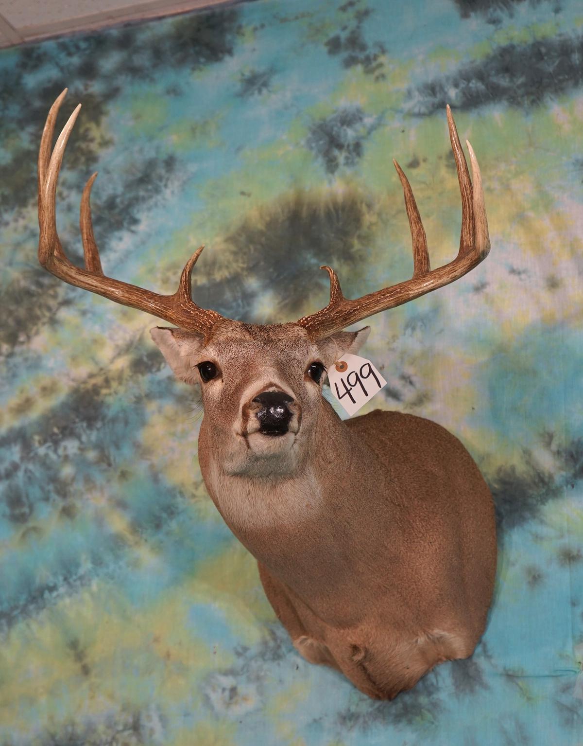 8pt. Texas Whitetail Deer Shoulder Taxidermy Mount