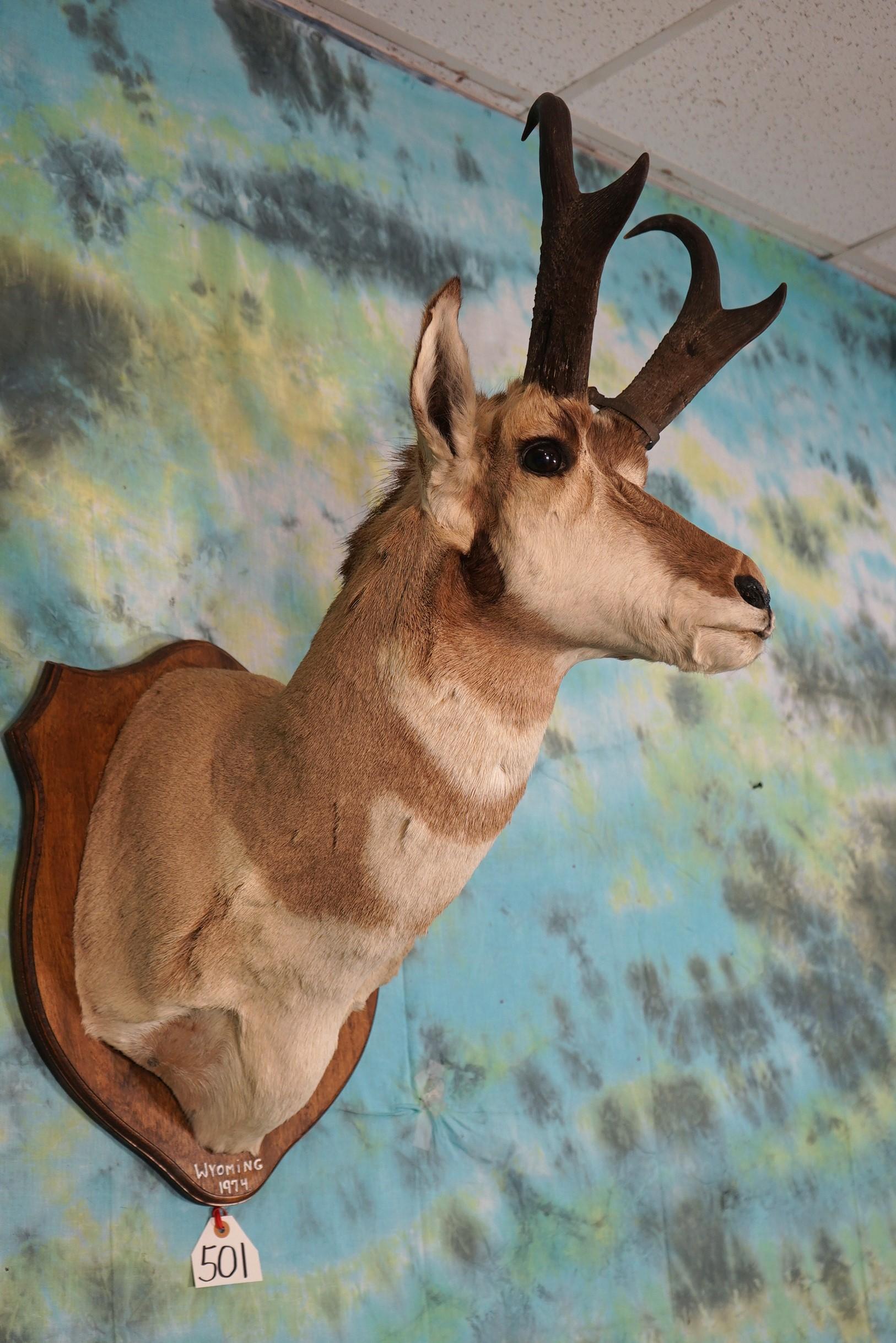 Pronghorn Antelope Shoulder Taxidermy Mount