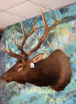 Regal 6 x 6 Colorado Bull Elk Shoulder Mount Taxidermy