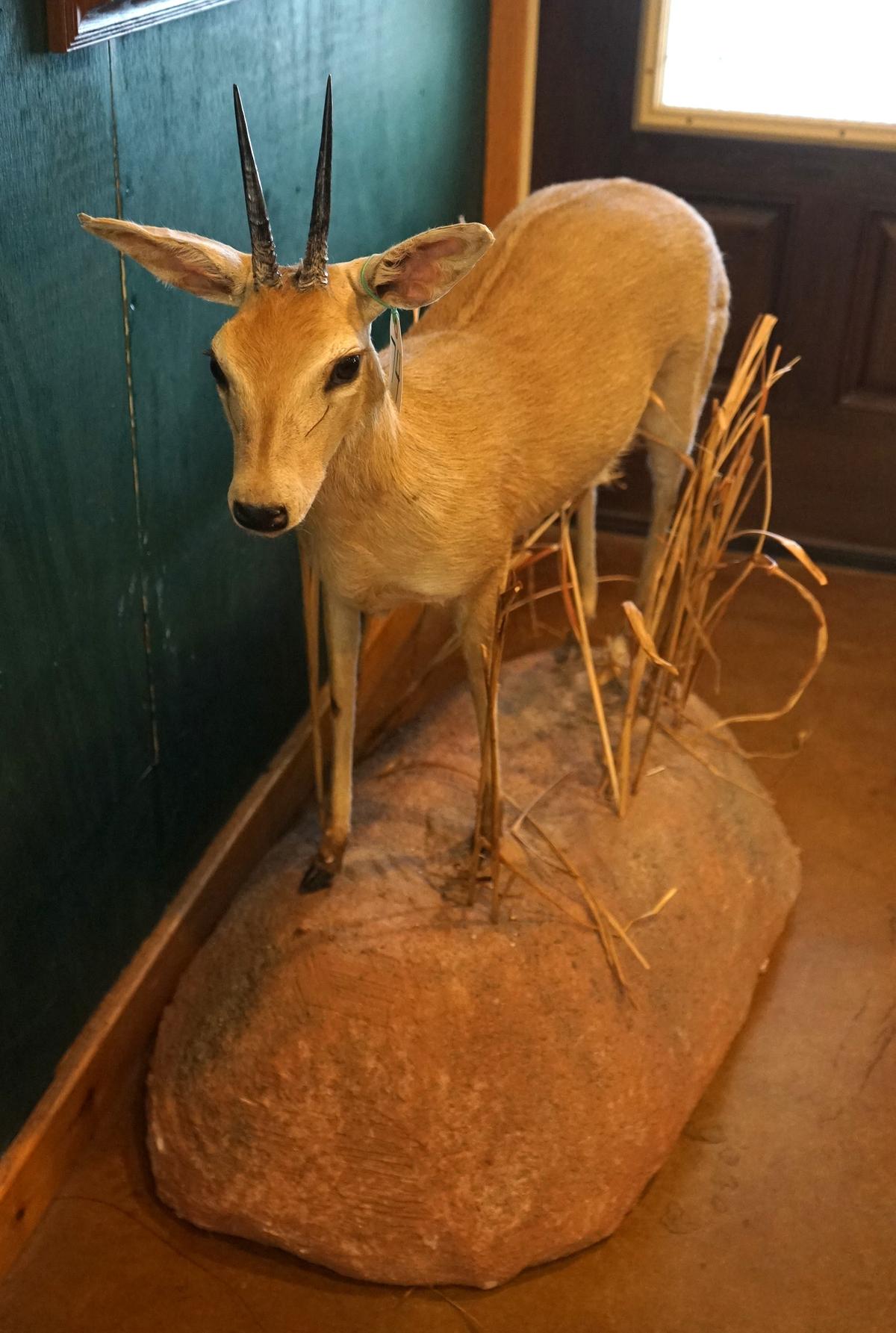 Record Book Full Body African Southern Bush Duiker Taxidermy Mount