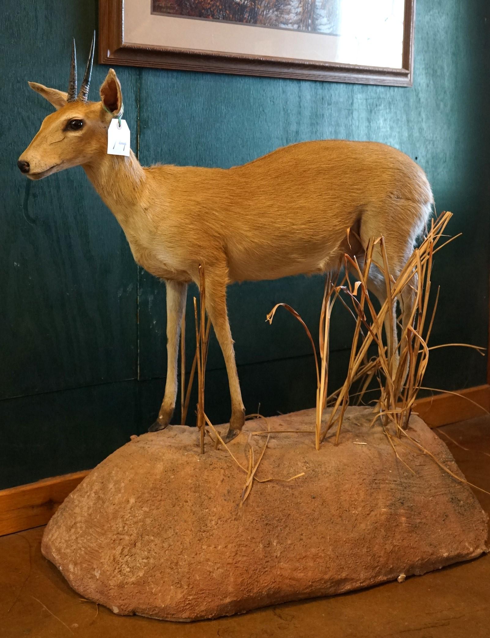 Record Book Full Body African Southern Bush Duiker Taxidermy Mount