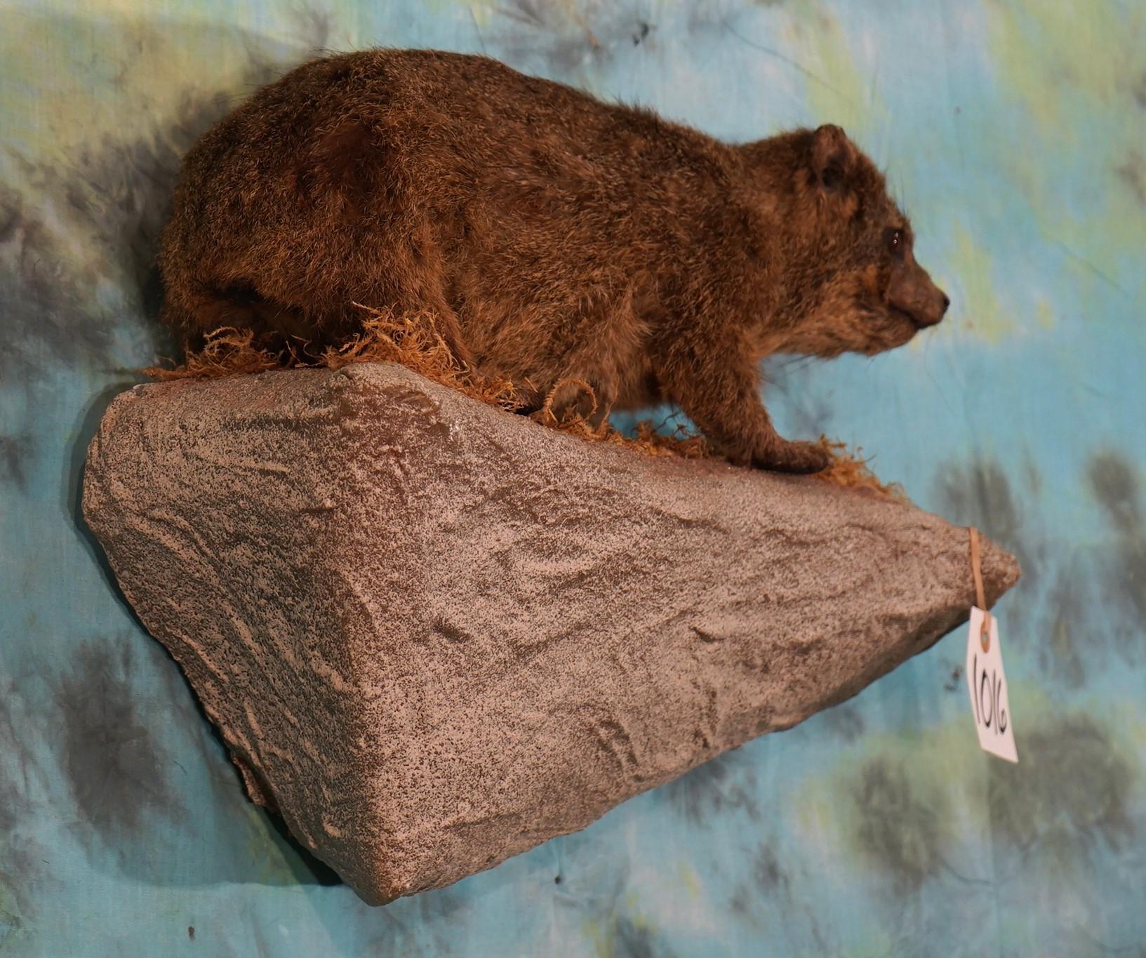 African Rock Rabbit or Hyrax Full Body Taxidermy Mount