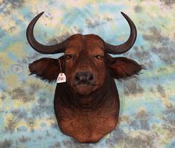 African Cape Buffalo Shoulder Taxidermy Mount